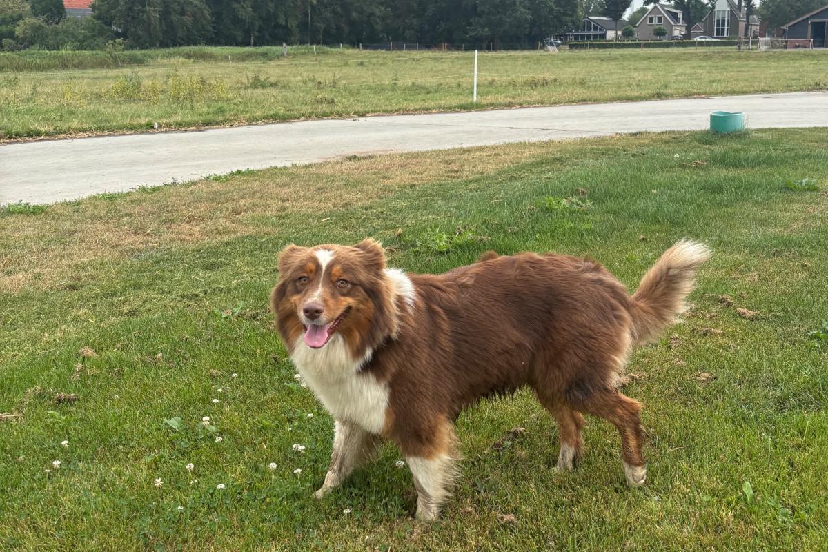 Bailey