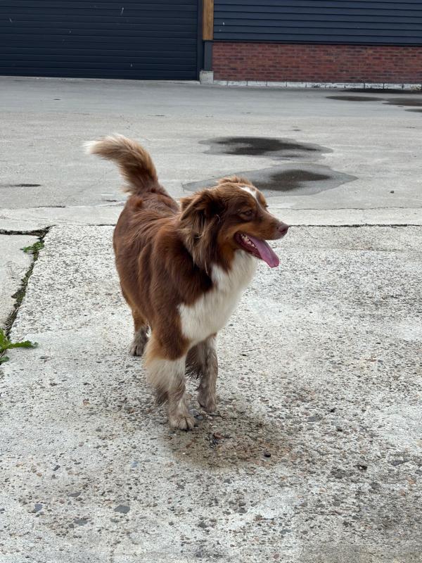 Bailey