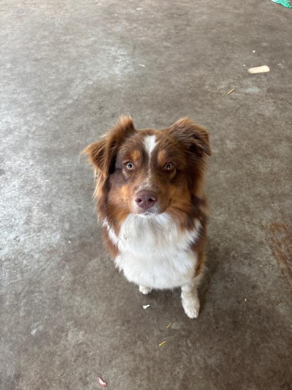Bailey