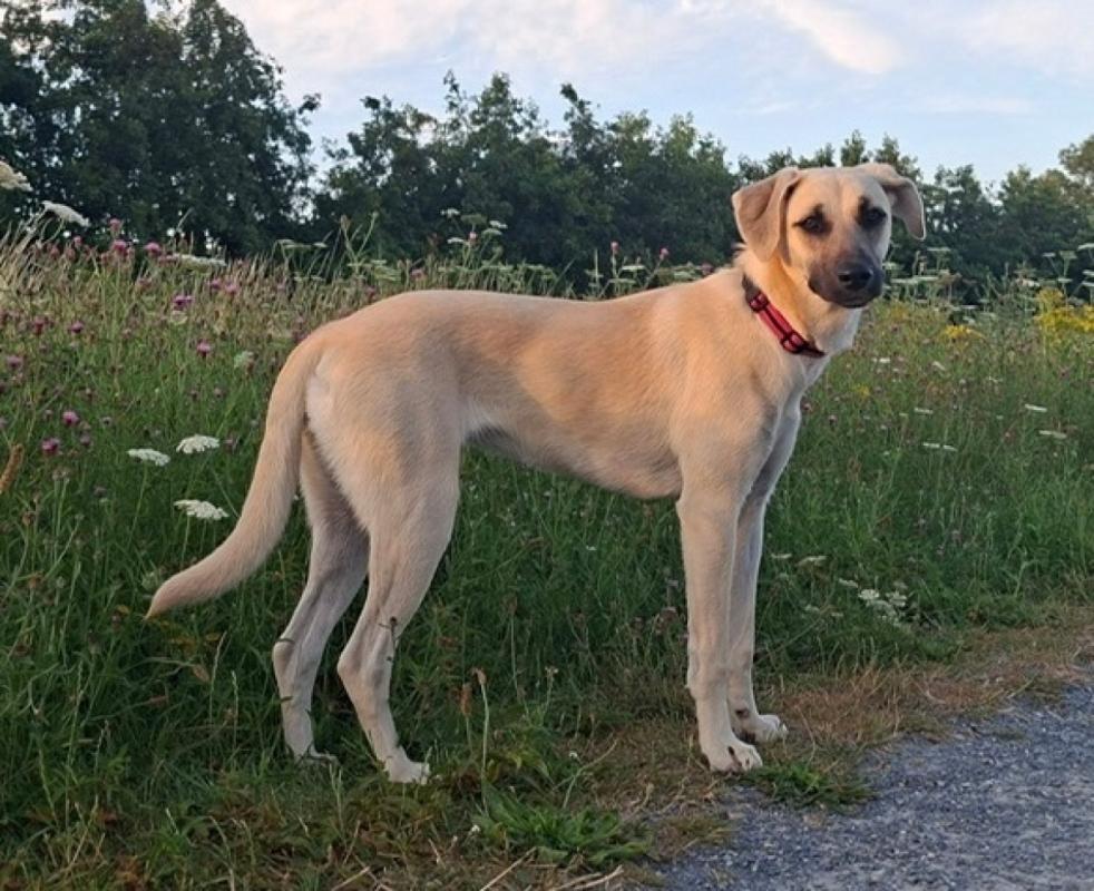Daantje