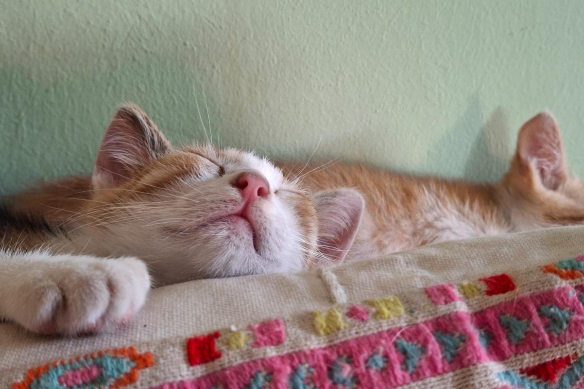 Nova