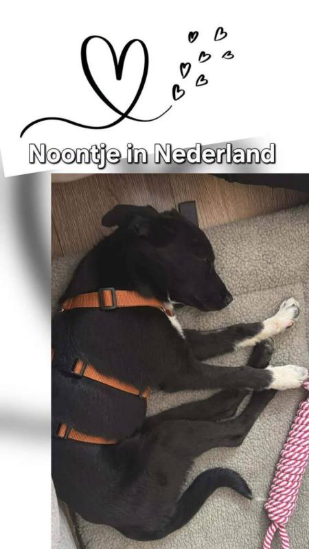 Noontje
