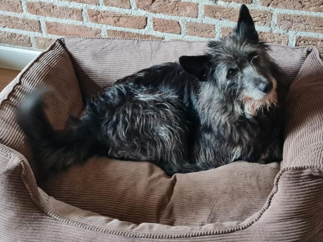 Mikki