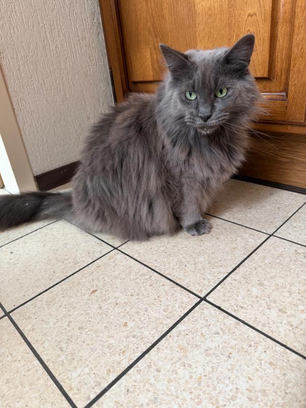 Pippa