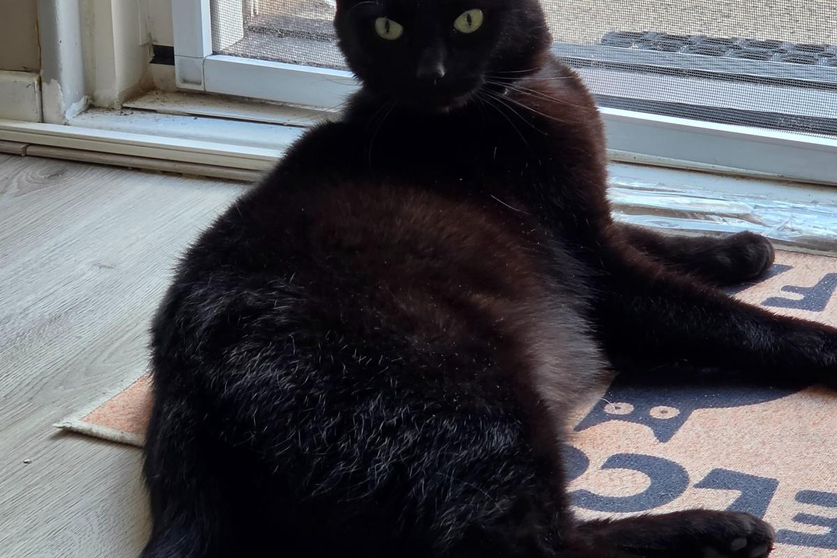 Simba