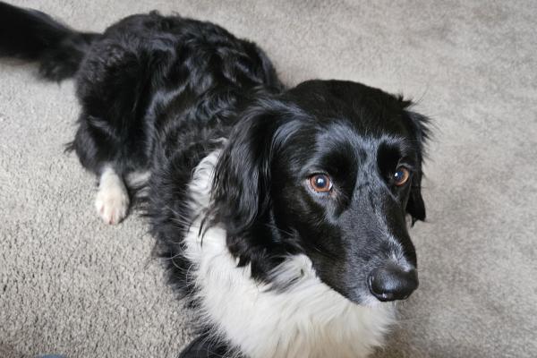 Frodo