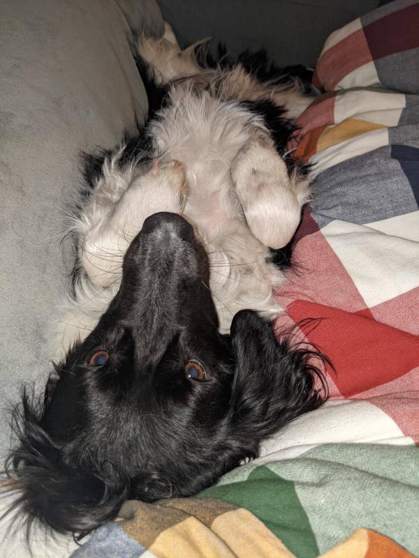 Frodo