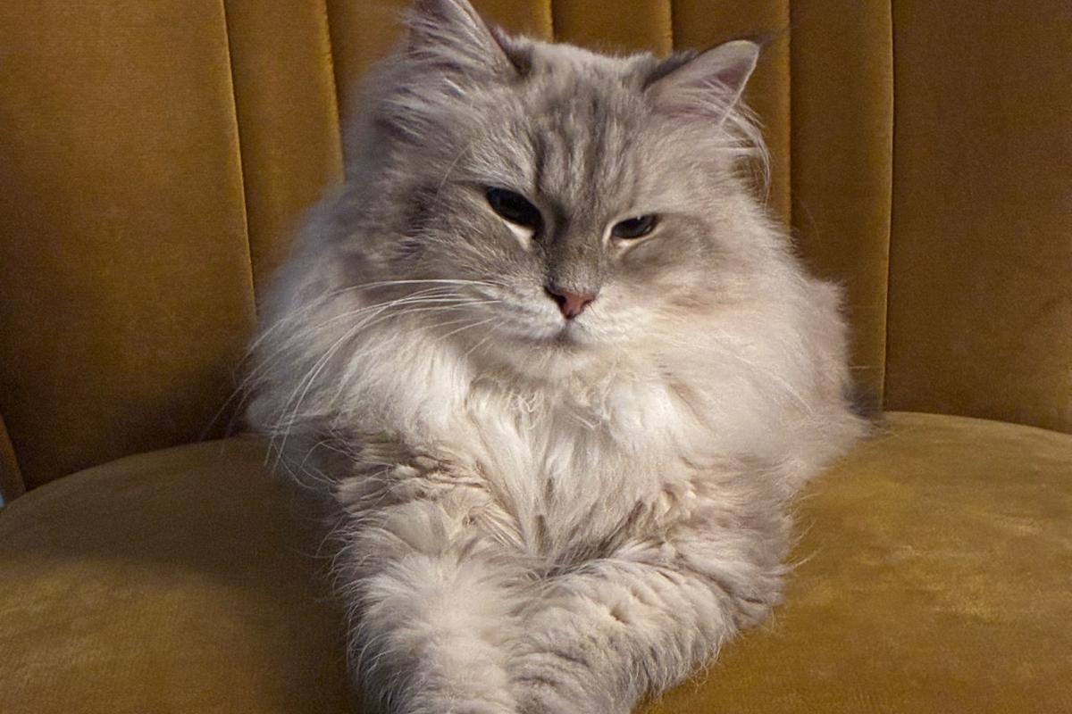Poes