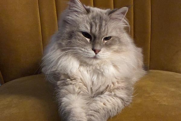 Poes