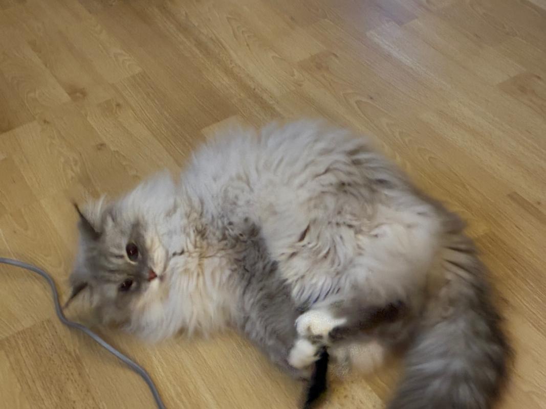 Poes