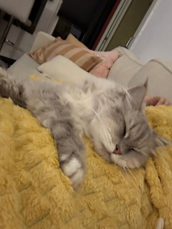 Poes