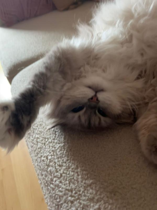Poes
