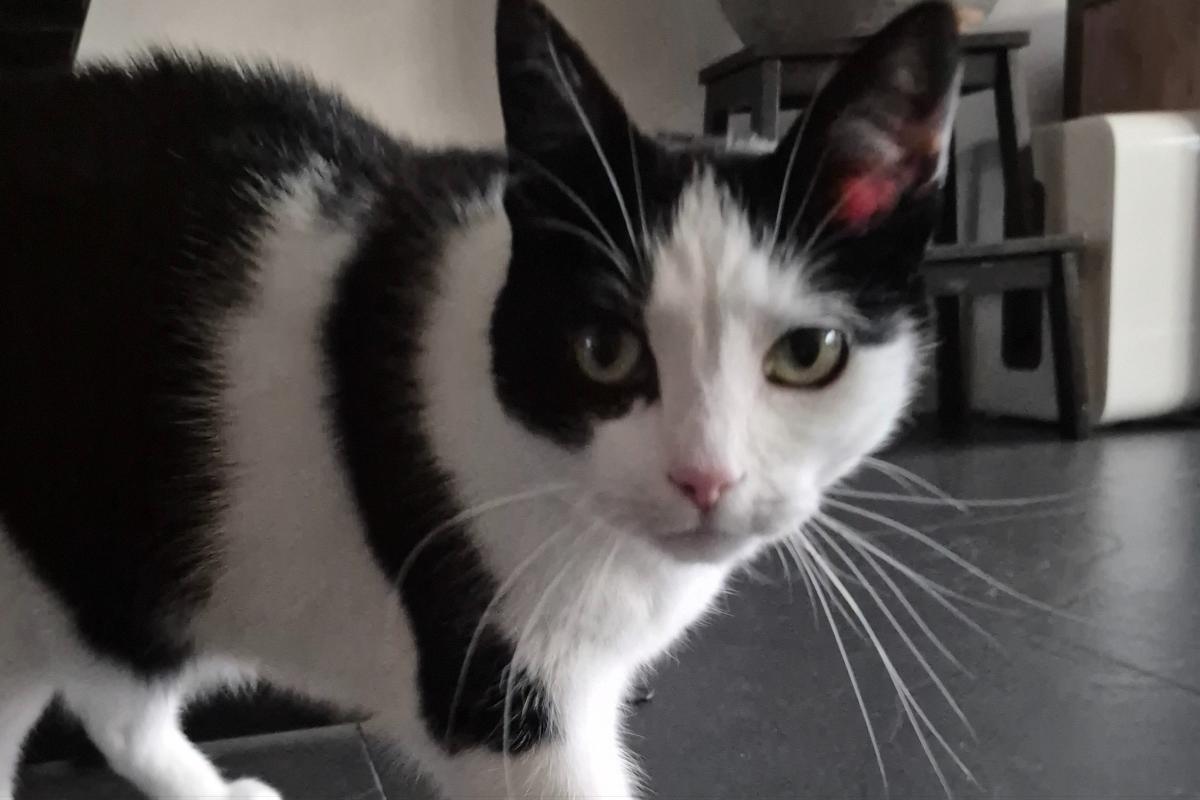 Mowgli