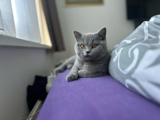 Simba