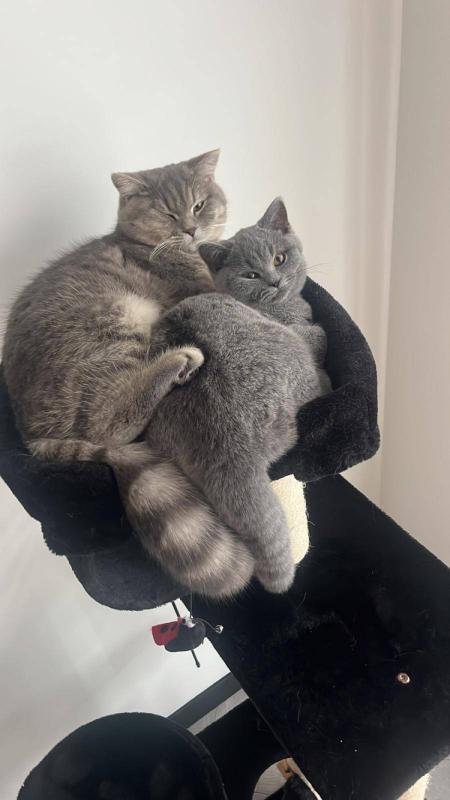 Simba