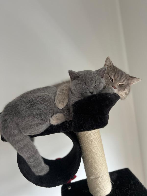 Simba