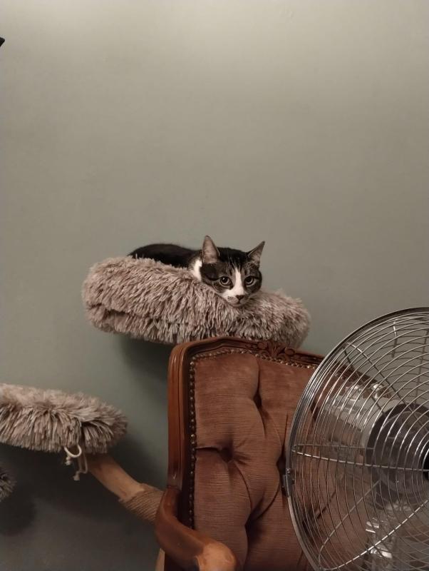 Coco