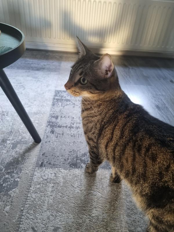 Snippie