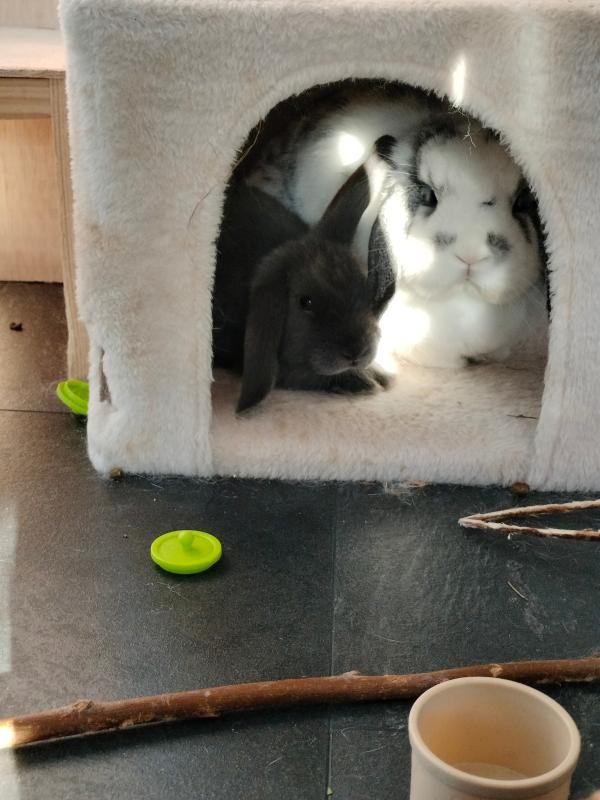 Fristi