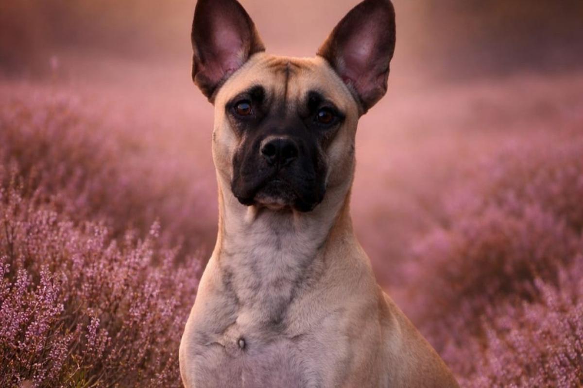 Zimba