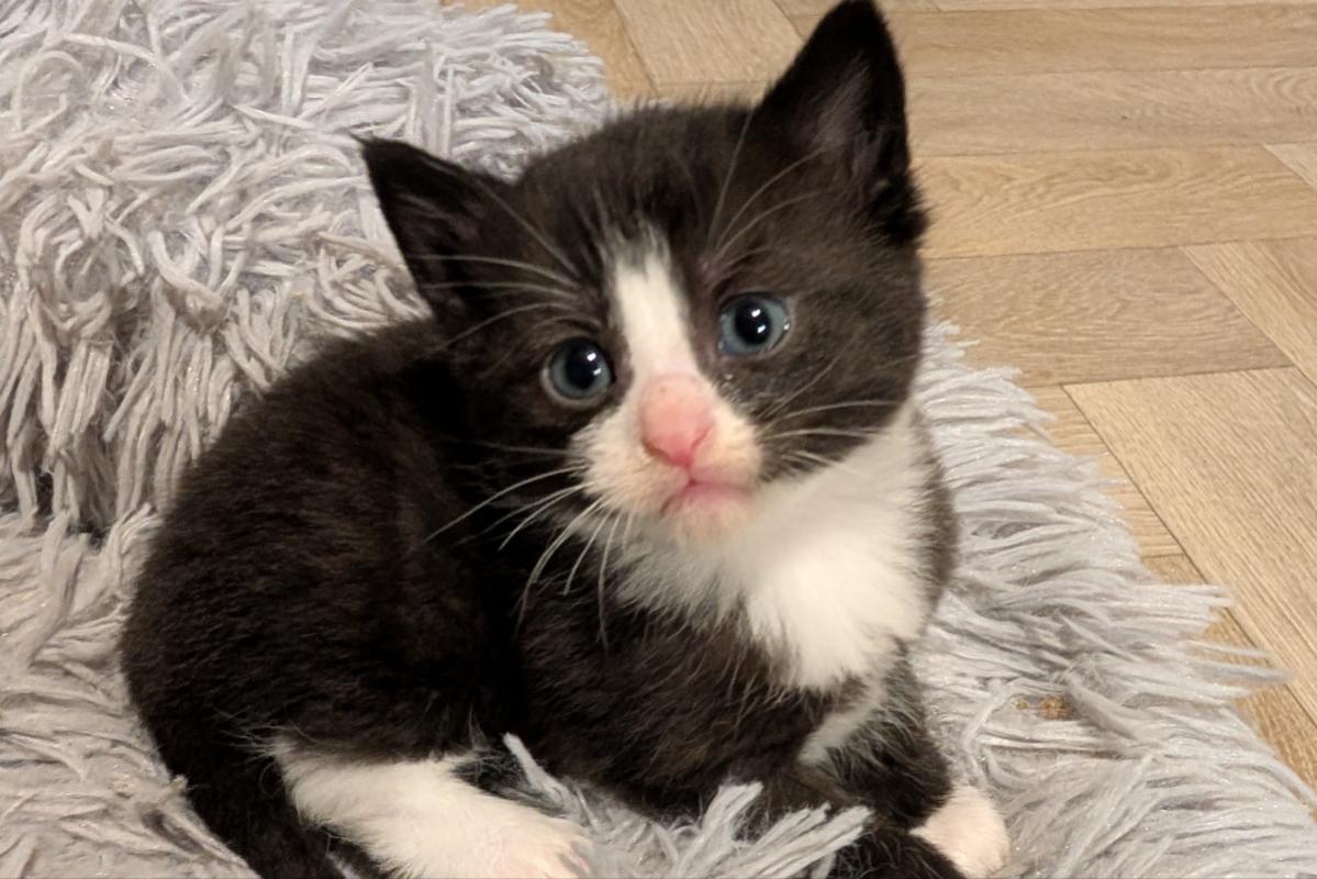 Nova