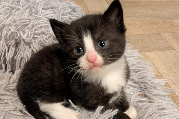 Nova