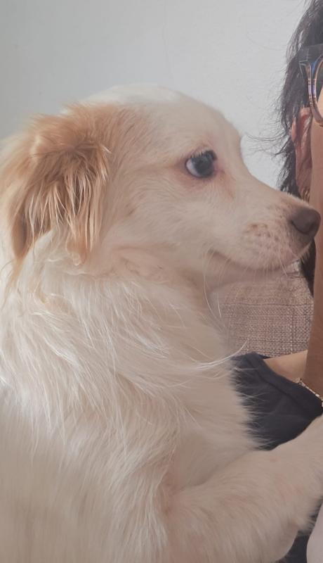 Lassie