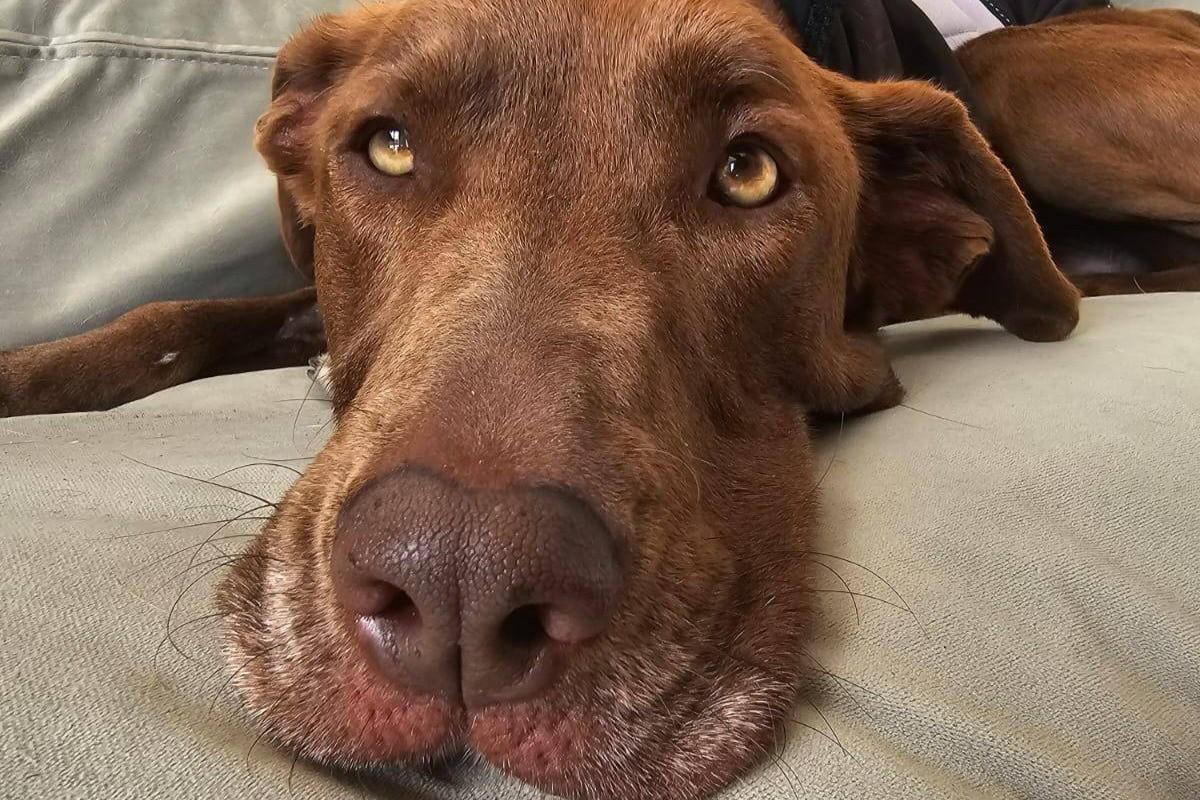 Bella