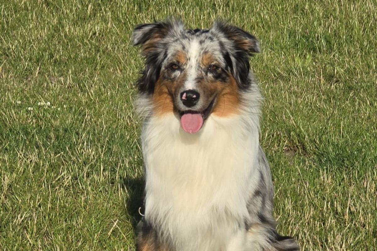 Bodie