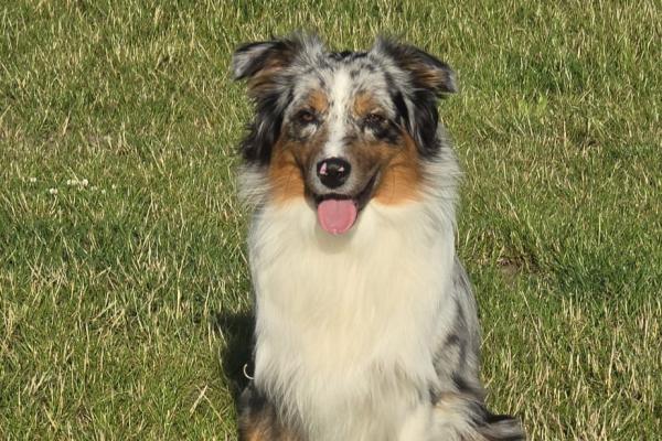 Bodie
