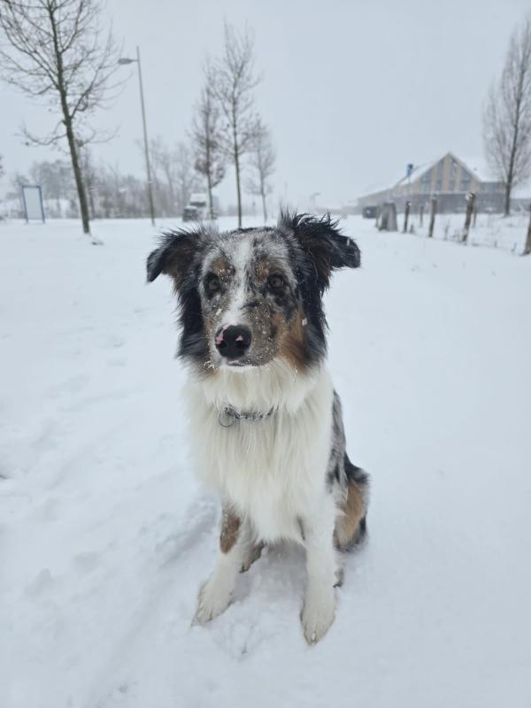 Bodie