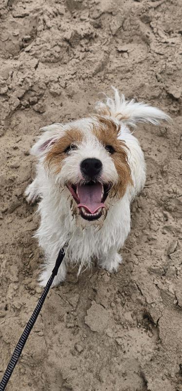 Obi