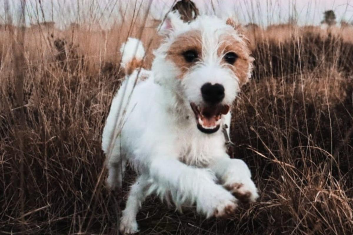 Obi