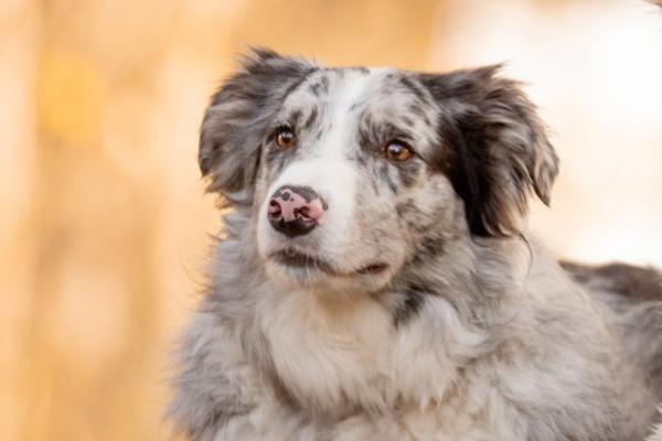 Balou