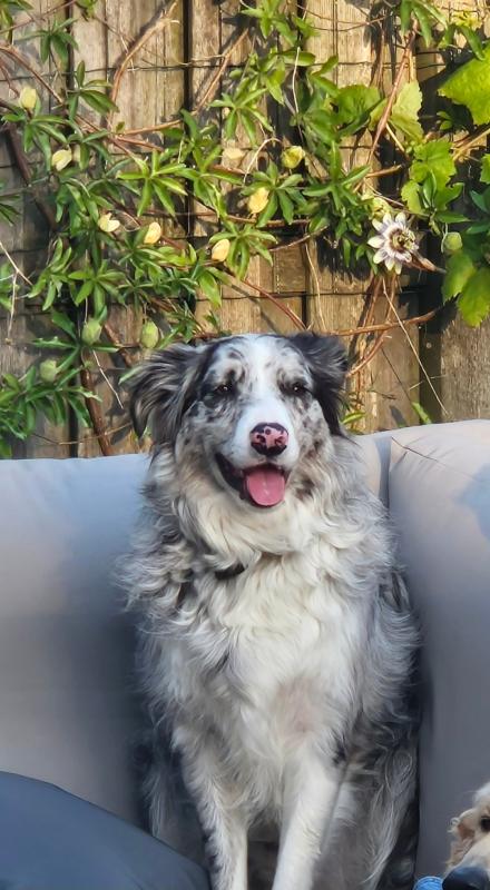 Balou