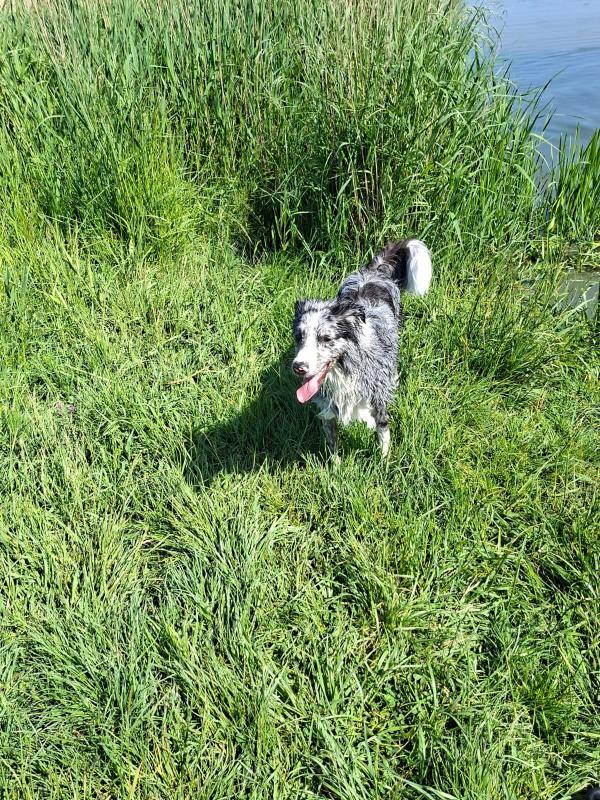 Balou