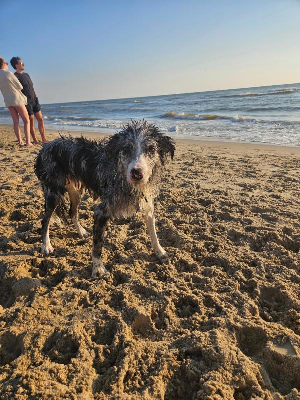 Balou