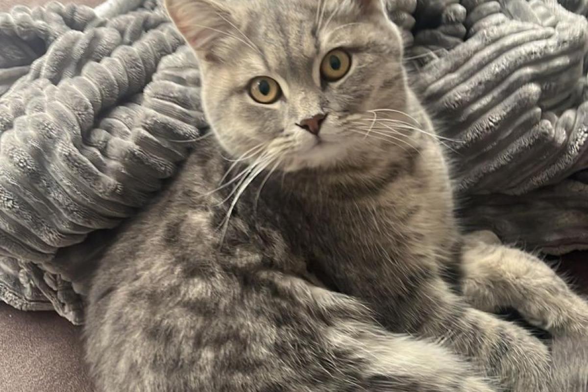 Nala
