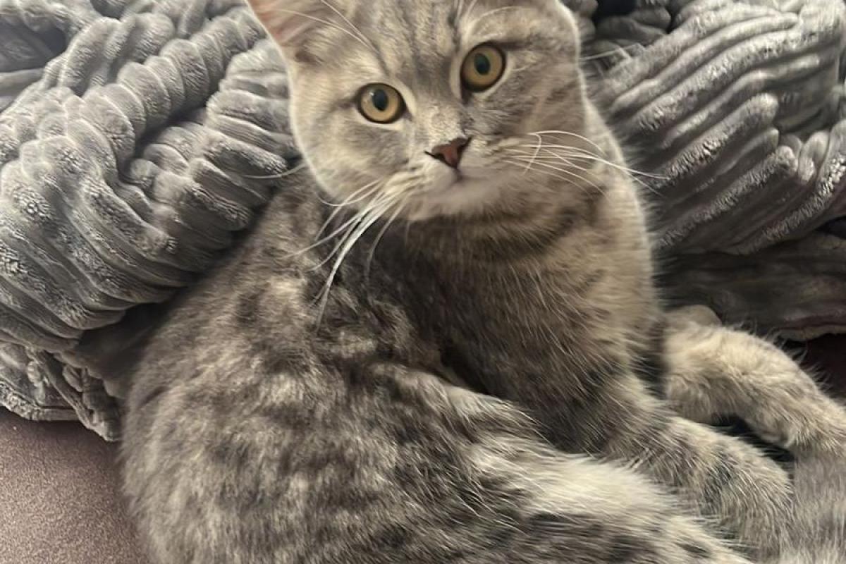 Nala