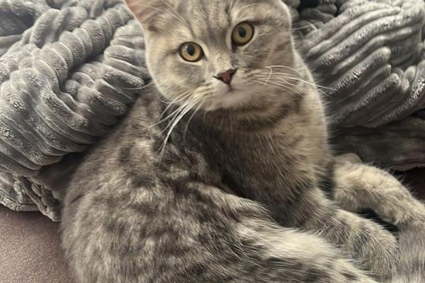 Nala