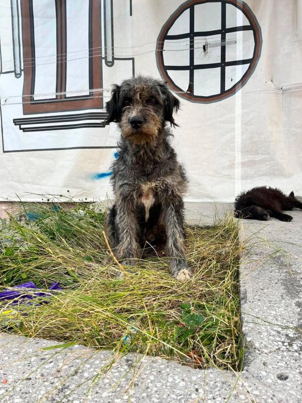 Benji