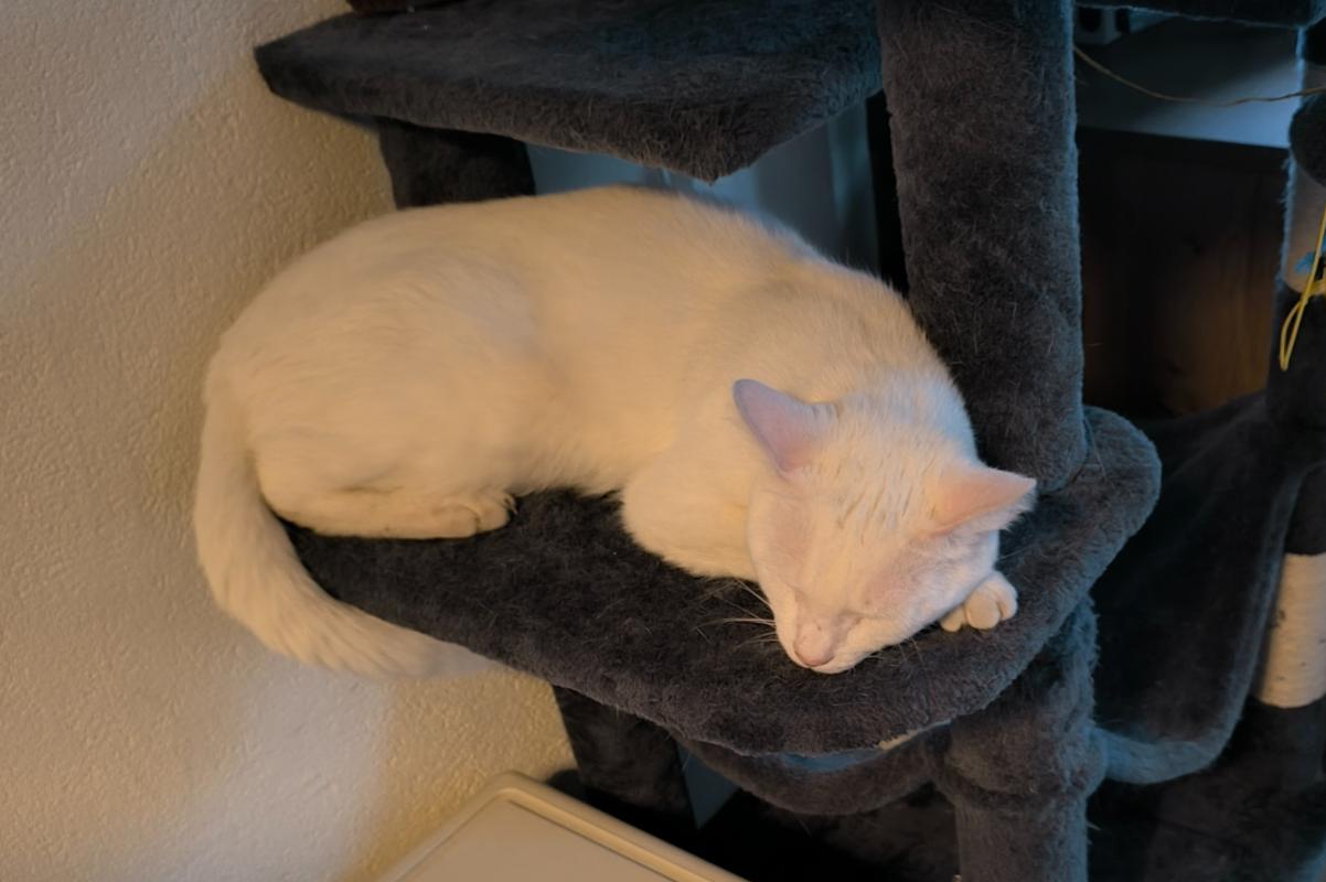 Olaf