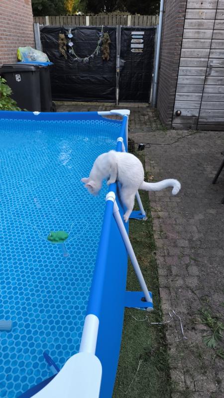 Olaf