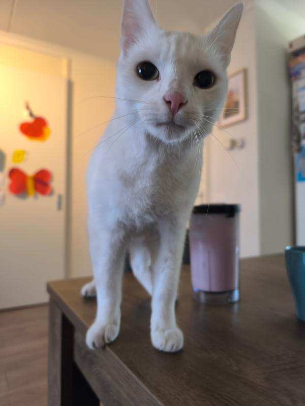 Olaf