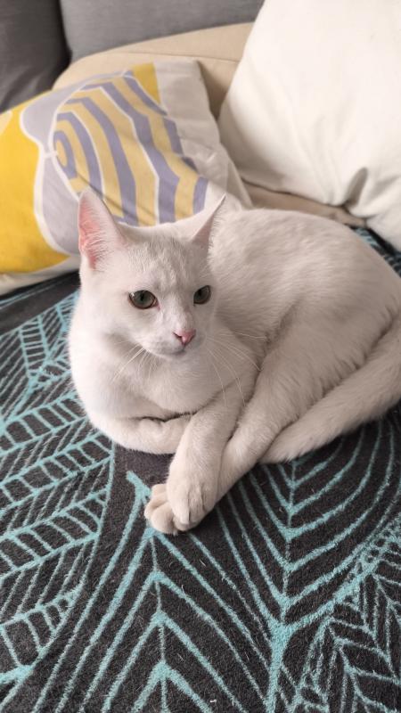 Olaf