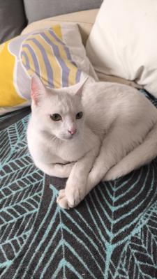 Olaf