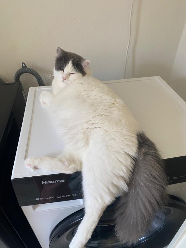 Rafaello