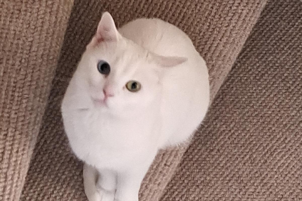 Coco