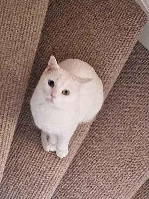 Coco