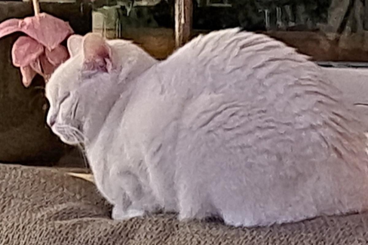 Coco